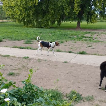Stransky Dog Run at Peterson Park photo 1